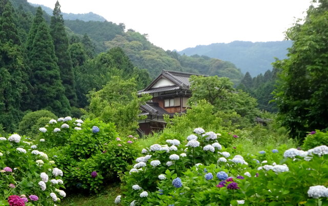 紫陽花が咲く6月の山間部