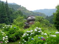 紫陽花が咲く6月の山間部