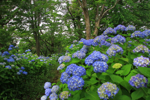 公園の紫陽花