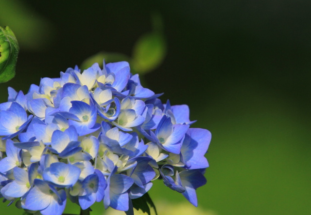 咲きたての紫陽花