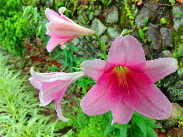 ユリの花