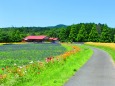 初夏のハーブ園