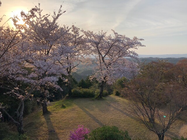桜の丘にて