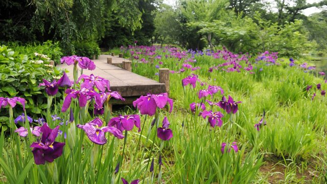 三渓園の菖蒲