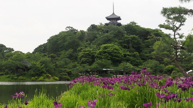 三渓園の菖蒲