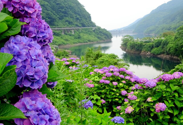 山間ダムに咲く紫陽花