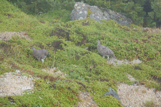 甲斐駒ヶ岳のつがい