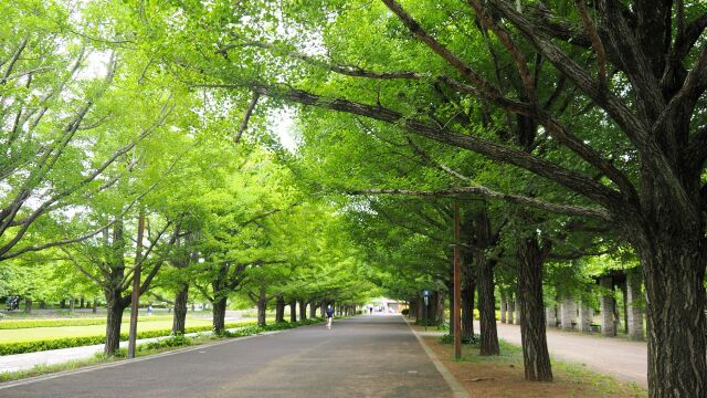 昭和記念公園の銀杏並木