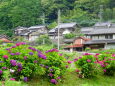 山間集落 梅雨の季節