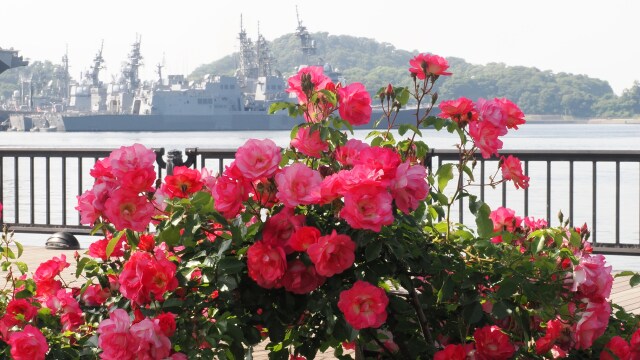 ヴェルニー公園のバラと護衛艦