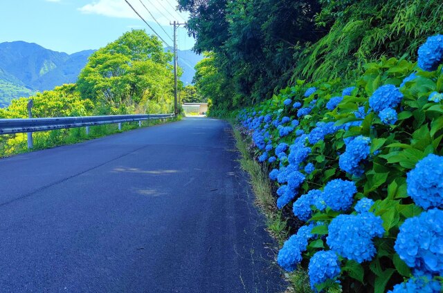 アジサイの散歩道