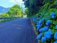 アジサイの散歩道