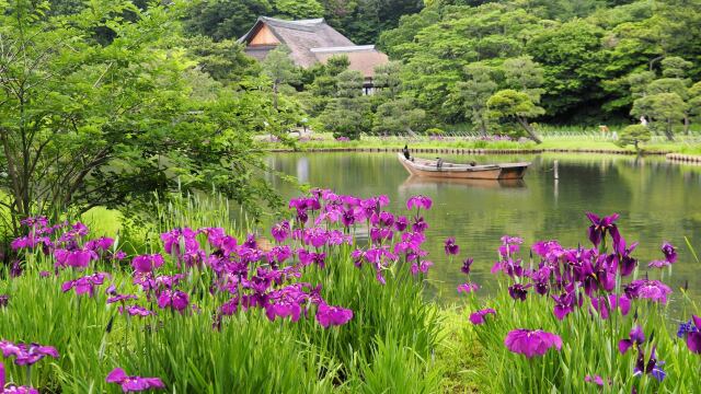 三渓園の菖蒲