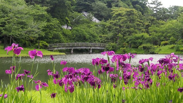 三渓園の菖蒲