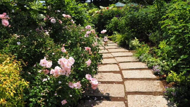 初夏の港の見える丘公園