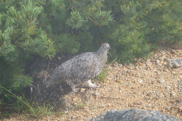 甲斐駒ヶ岳の雌雷鳥2