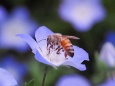 昭和記念公園のネモフィラと蜜蜂