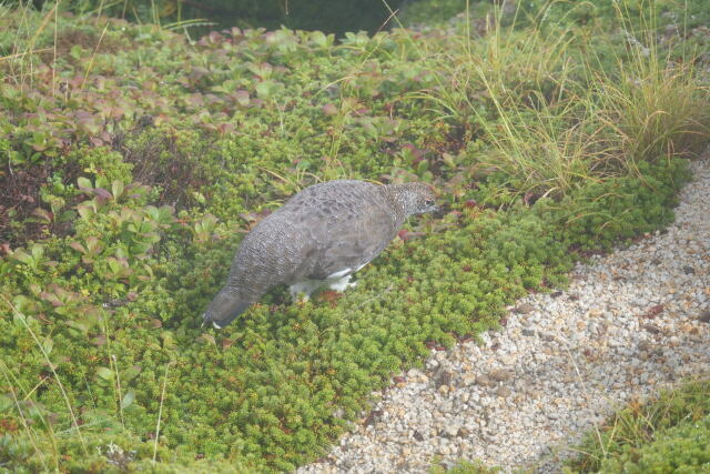 甲斐駒ヶ岳の雄雷鳥4