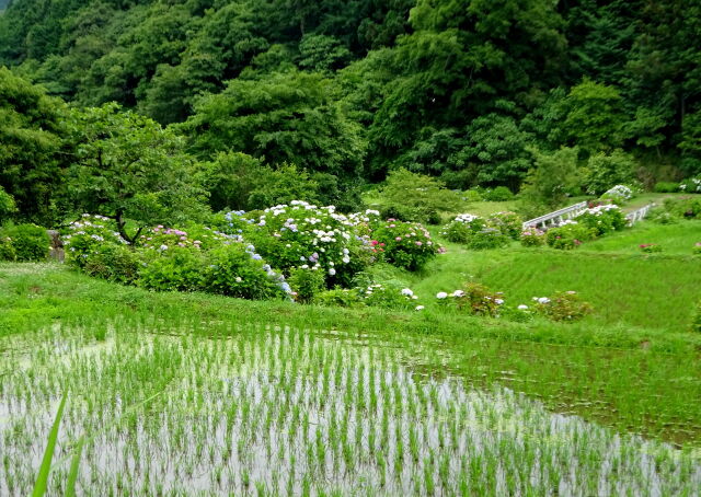 紫陽花と静寂な山間棚田