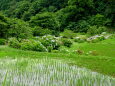 紫陽花と静寂な山間棚田