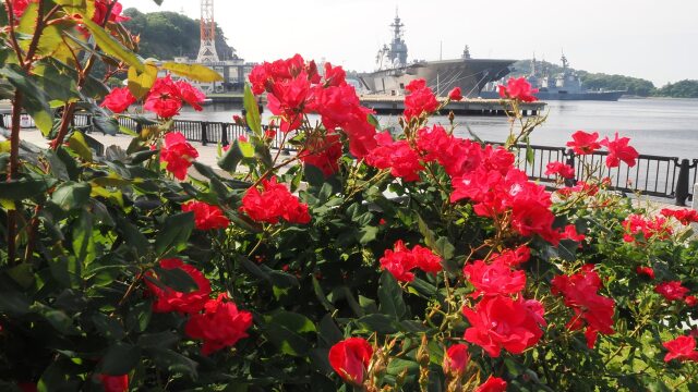 ヴェルニー公園のバラと護衛艦