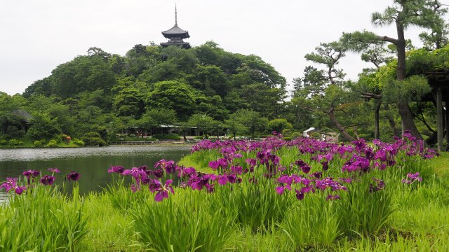 春の三渓園