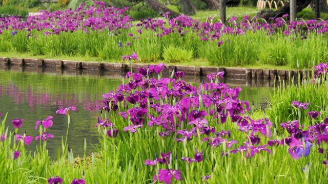 三渓園の菖蒲