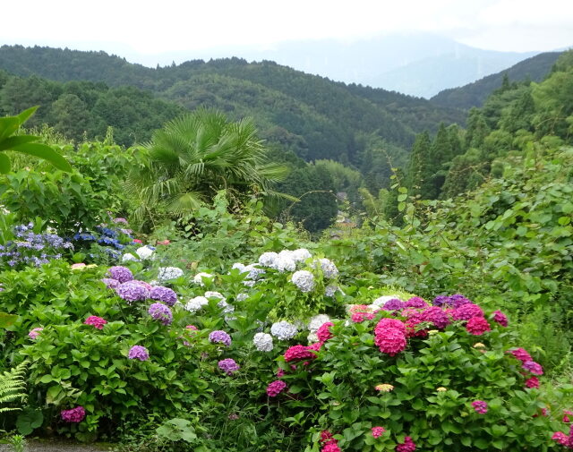 紫陽花が咲く山の別荘地から