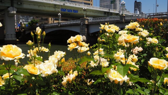 中の島バラ園のバラ