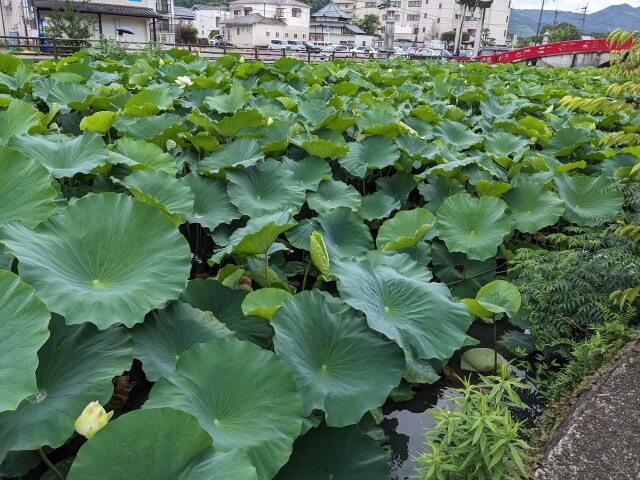 ハスの花芽