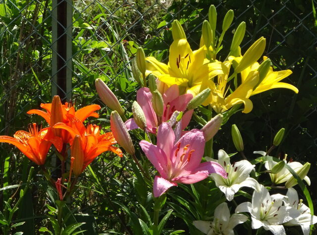 赤白黄色 どの花見ても綺麗だな