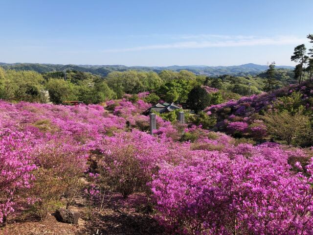 つつじヶ丘