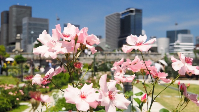 中の島バラ園のバラ