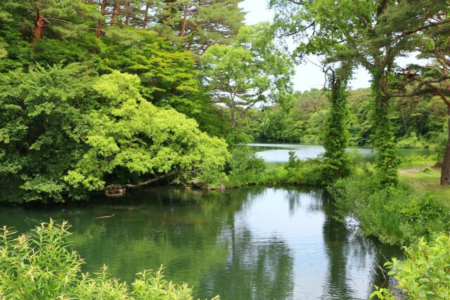 夏の柳沼