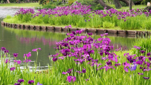 三渓園の菖蒲