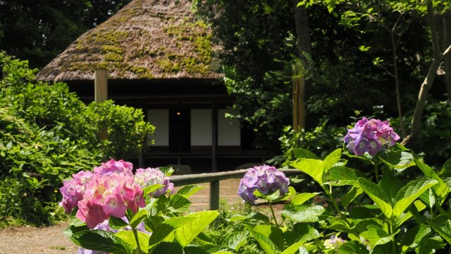 三渓園の紫陽花