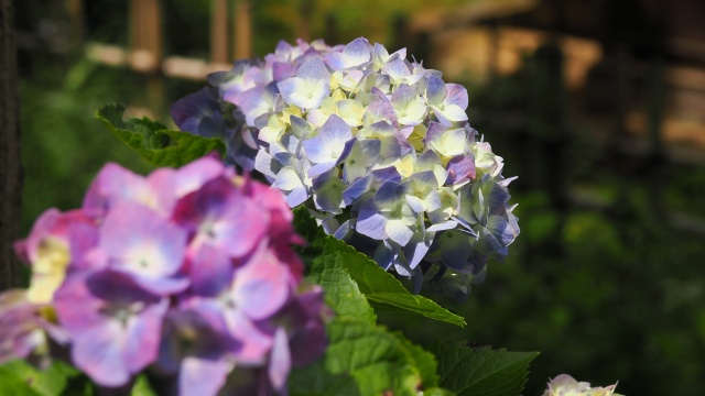 三渓園の紫陽花