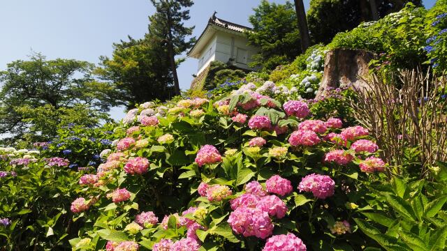 小田原城の紫陽花