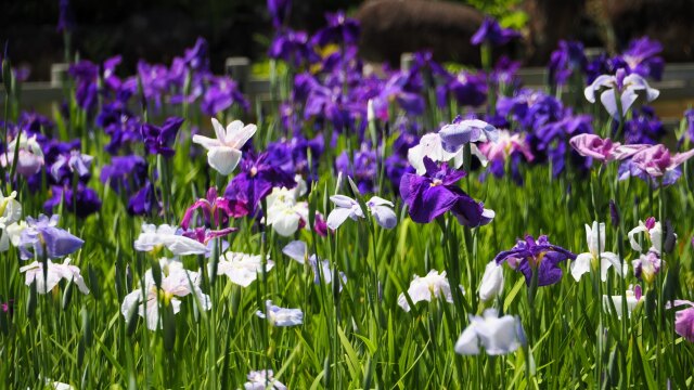 小田原城の花菖蒲