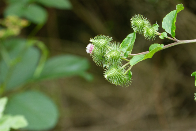 ごぼうの花