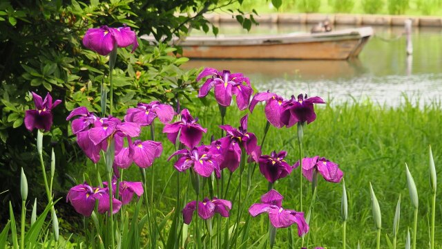 三渓園の菖蒲