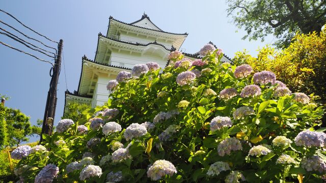 小田原城の紫陽花