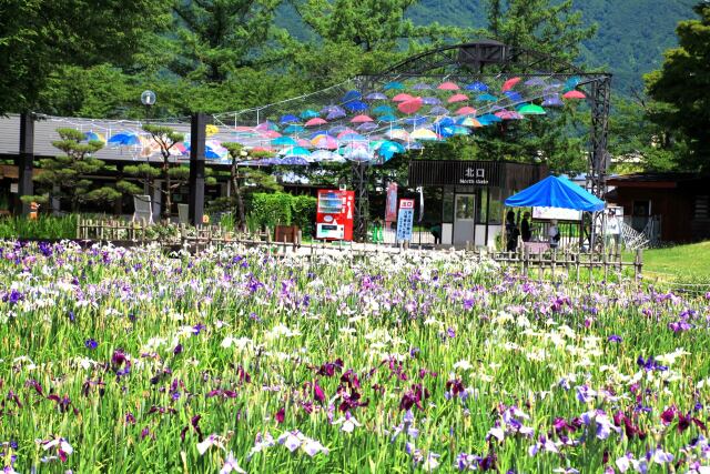 長井あやめ公園