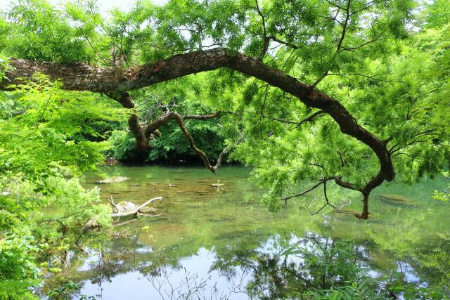 夏の柳沼