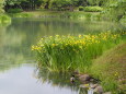 キショウブ咲く池