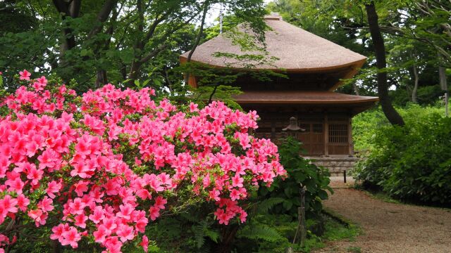 三渓園のツツジ