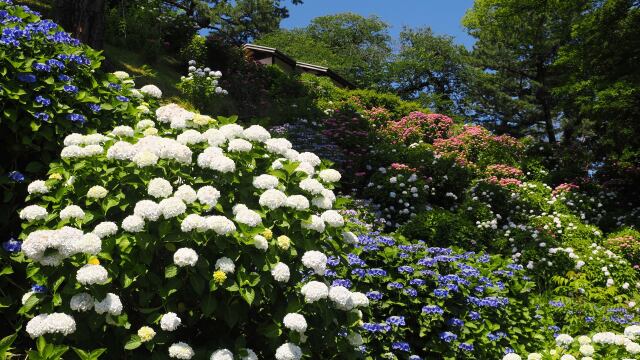 小田原城の紫陽花