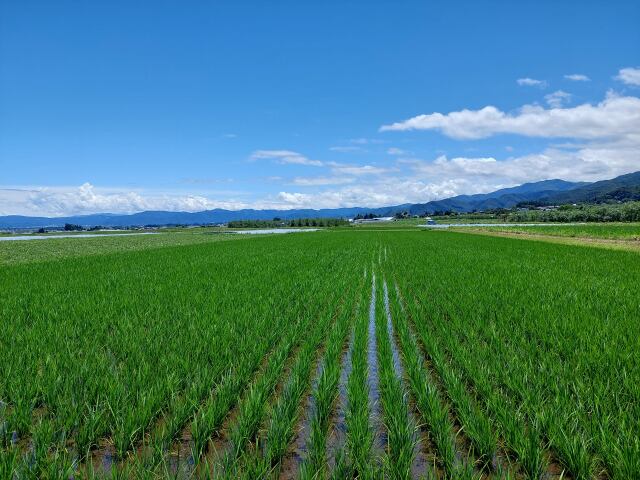 信州初夏の香りの稲穂