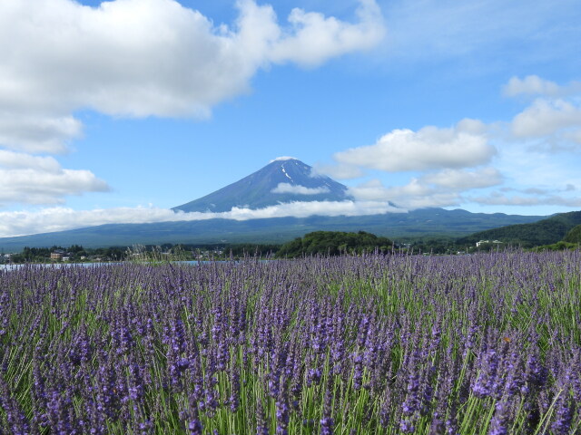 ラベンダーと富士山