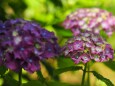 三渓園の紫陽花